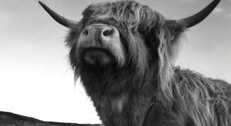 Картинка по теме - как приготовить бычьи яйца