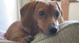 Картинка по теме - как ухаживать за карликовой таксой