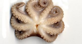 Картинка по теме - как готовить маленьких осьминогов