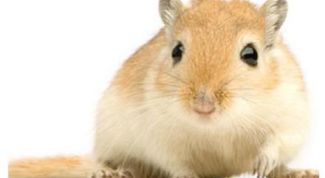 Картинка по теме - как назвать песчанку