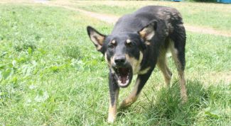 Картинка по теме - что делать, если напала собака