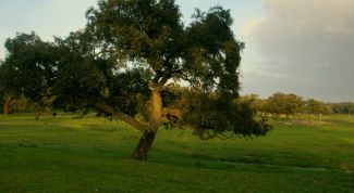 Картинка по теме - что делают из дуба