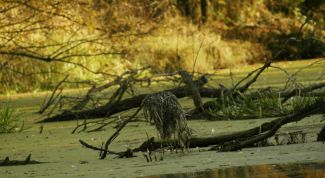 Картинка по теме - что такое обломовщина