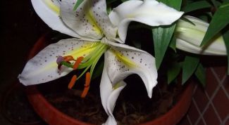 Картинка по теме - как выращивать лилии в доме