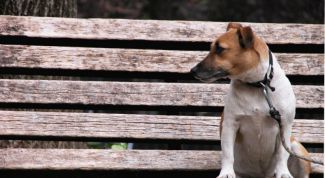 Картинка по теме - что делать, когда у собаки запор