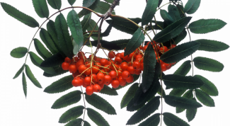 Картинка по теме - как приготовить варенье из рябины