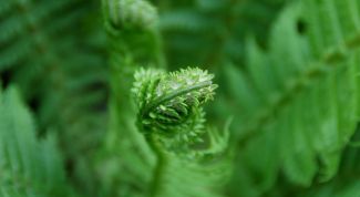 Картинка по теме - что такое гомеостаз