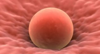 Картинка по теме - что такое овуляция