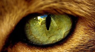 Картинка по теме - как лечить кошек от коньюктивита