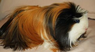 Картинка по теме - как лечить насморк у морских свинок