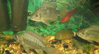 Картинка по теме - что делать, если помутнела вода в аквариуме