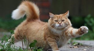 Картинка по теме - что делать, если кот метит