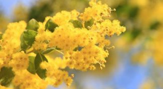 Картинка по теме - как вырастить акацию