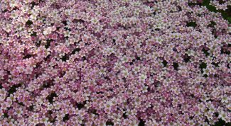 Картинка по теме - как вырастить камнеломку