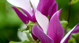 Картинка по теме - как получить лиловый цвет