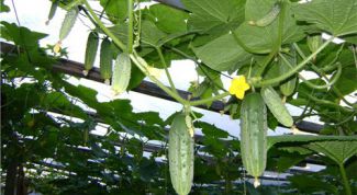 Картинка по теме - как вырастить овощи зимой