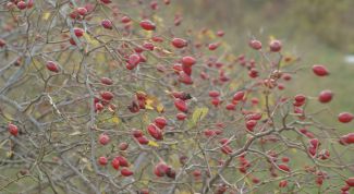 Картинка по теме - как приготовить чай из шиповника