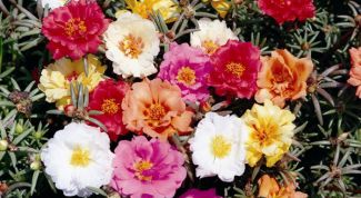 Картинка по теме - как вырастить портулак