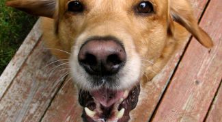 Картинка по теме - как определить возраст животного