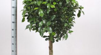 Картинка по теме - как сформировать крону у фикуса