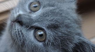 Картинка по теме - как давать вазелиновое масло котенку