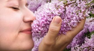 Картинка по теме - что такое обоняние