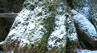 Картинка по теме - как сохранить новогоднюю елку