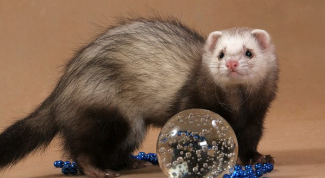 Картинка по теме - как дрессировать хорька