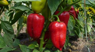 Картинка по теме - как выращивать рассаду сладкого перца