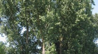 Картинка по теме - как убрать тополя