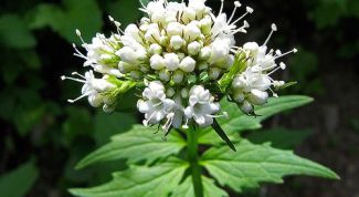 Картинка по теме - как заваривать валерьянку