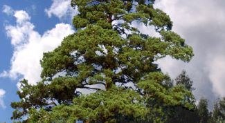 Картинка по теме - что делают из сосны