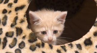 Картинка по теме - что делать, если кошка линяет