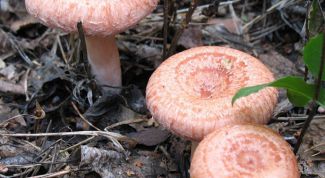 Картинка по теме - как вырастить гриб волнушку