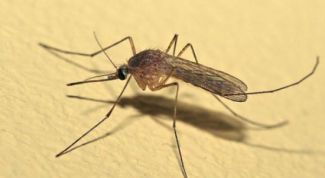 Картинка по теме - как спастись от комаров