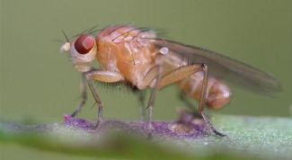 Картинка по теме - как избавиться от мух