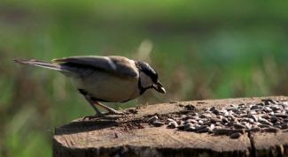 Картинка по теме - как сделать кормушку для синиц
