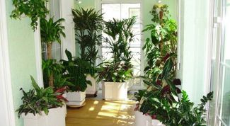 Картинка по теме - как вырастить комнатные цветы из семян