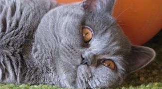 Картинка по теме - как облегчить течку кошке