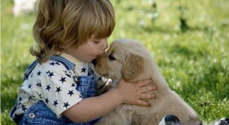 Картинка по теме - как купить домашнее животное