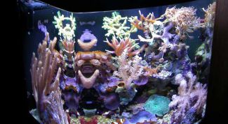 Картинка по теме - как оформить аквариум без рыбок