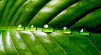 Картинка по теме - почему листья зеленые