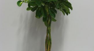 Картинка по теме - как спасти шефлеру