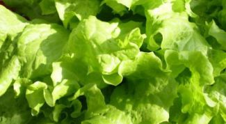Картинка по теме - как вырастить листья салата