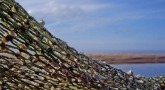 Картинка по теме - как закидывать сети