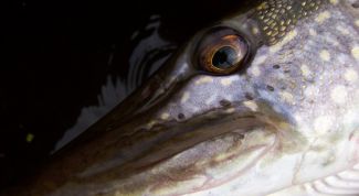 Картинка по теме - как фаршировать щуку