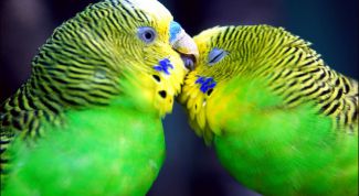 Картинка по теме - как разводить попугаев