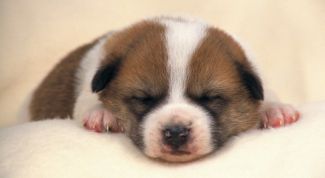 Картинка по теме - как кормить маленьких щенков