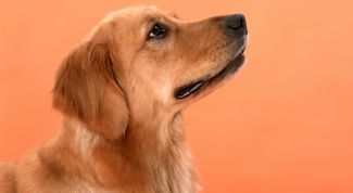 Картинка по теме - что делать, если собака воет