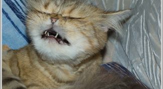 Картинка по теме - что делать, когда кот чихает 